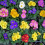 Perkplanten