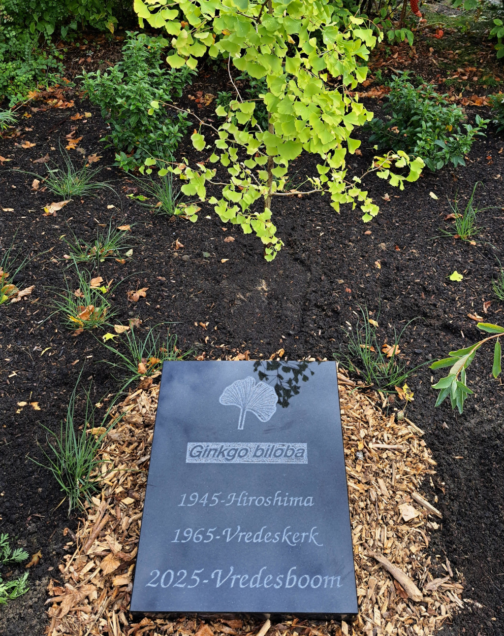 Vredesboom - Gingkgo Biloba